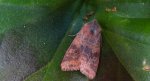 Xanthia gilvago
