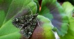 Paśnik zaroślak (Chloroclysta siterata)