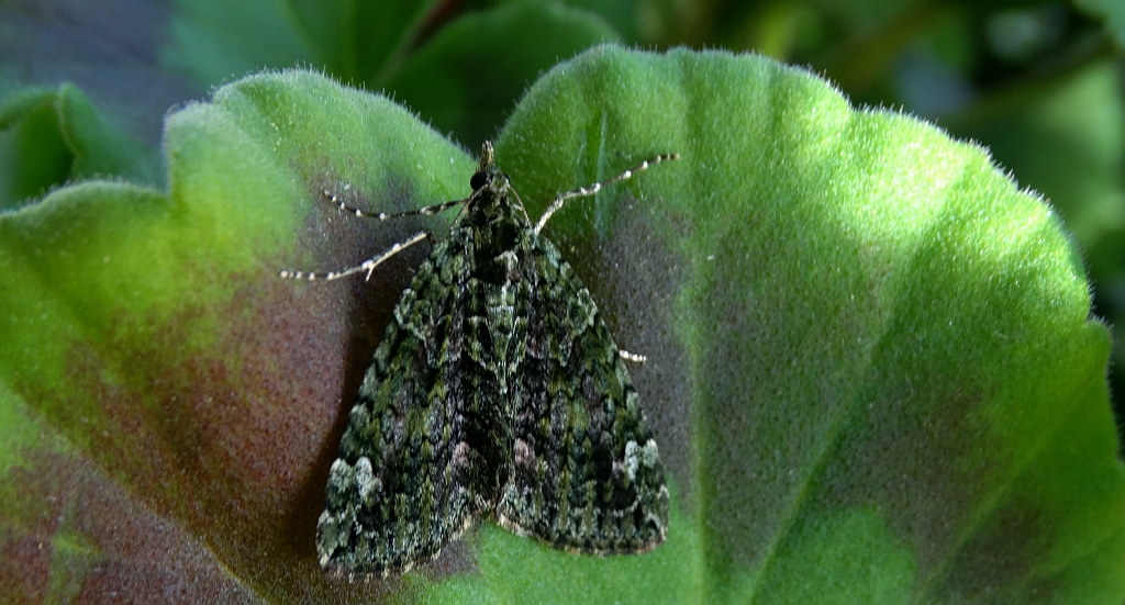 Paśnik zaroślak (Chloroclysta siterata)