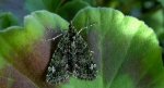 Paśnik zaroślak (Chloroclysta siterata)