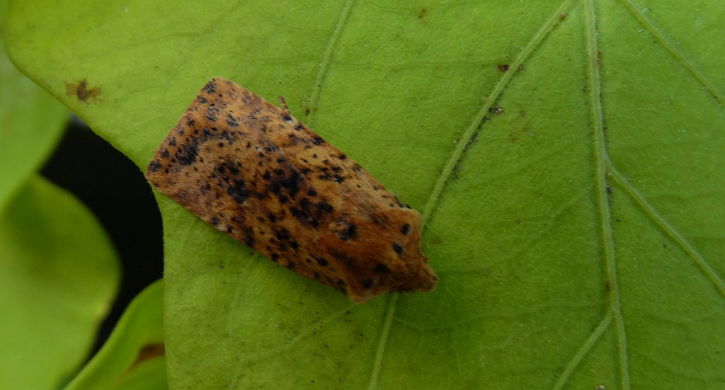 Conistra rubiginea