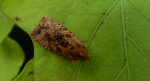 Conistra rubiginea