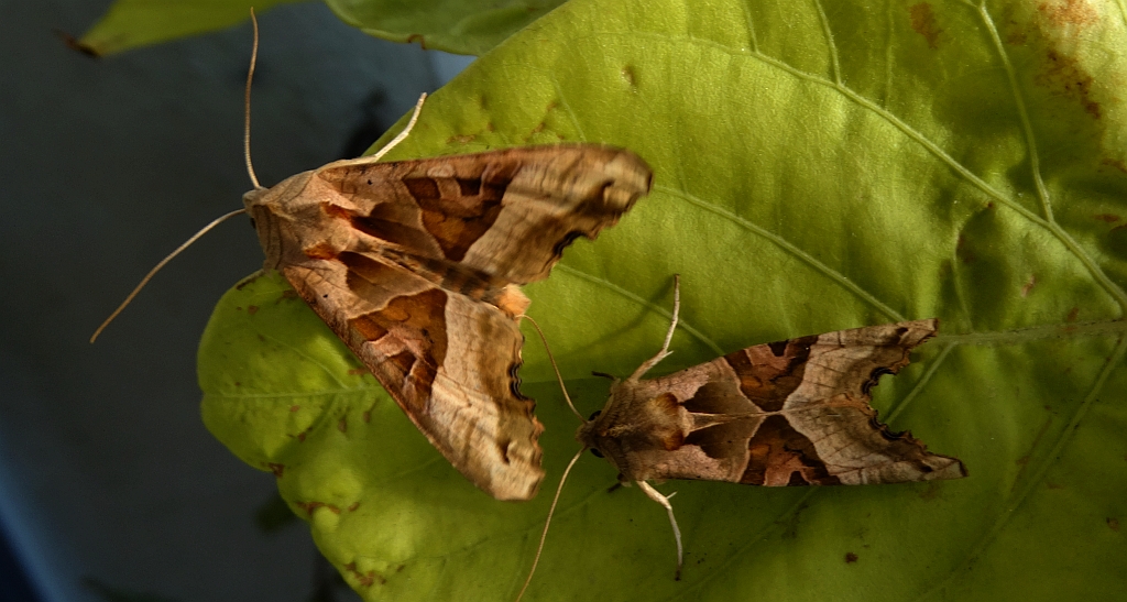 Krokiewka lękwica (Phlogophora meticulosa)