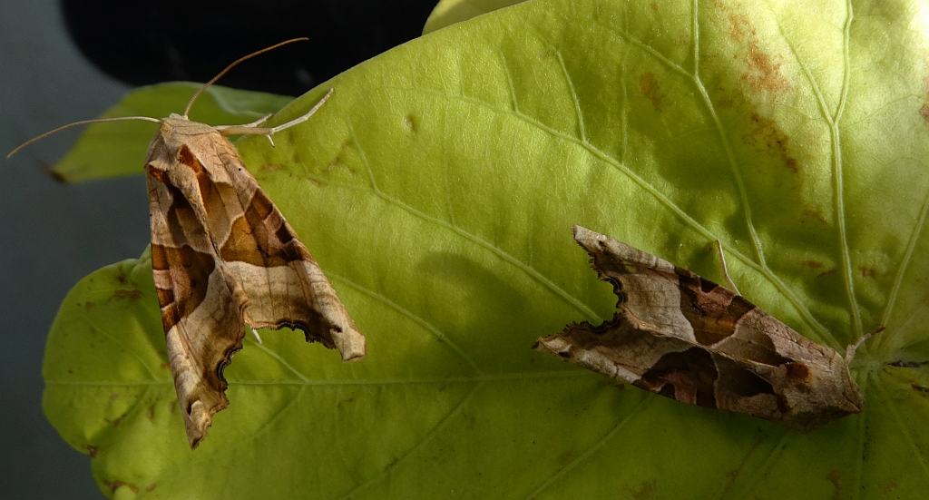 Krokiewka lękwica (Phlogophora meticulosa)