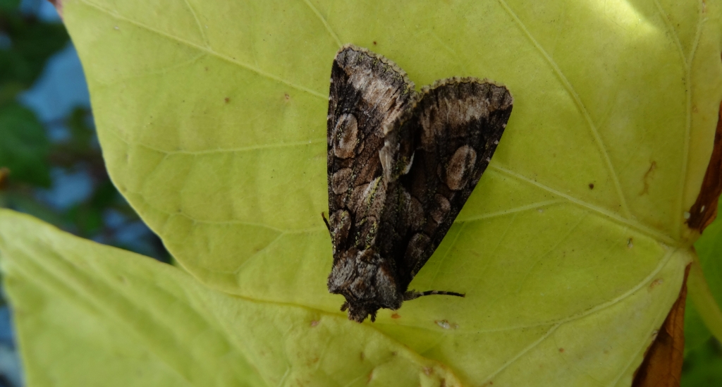 Allophyes oxyacanthae