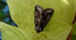 Allophyes oxyacanthae