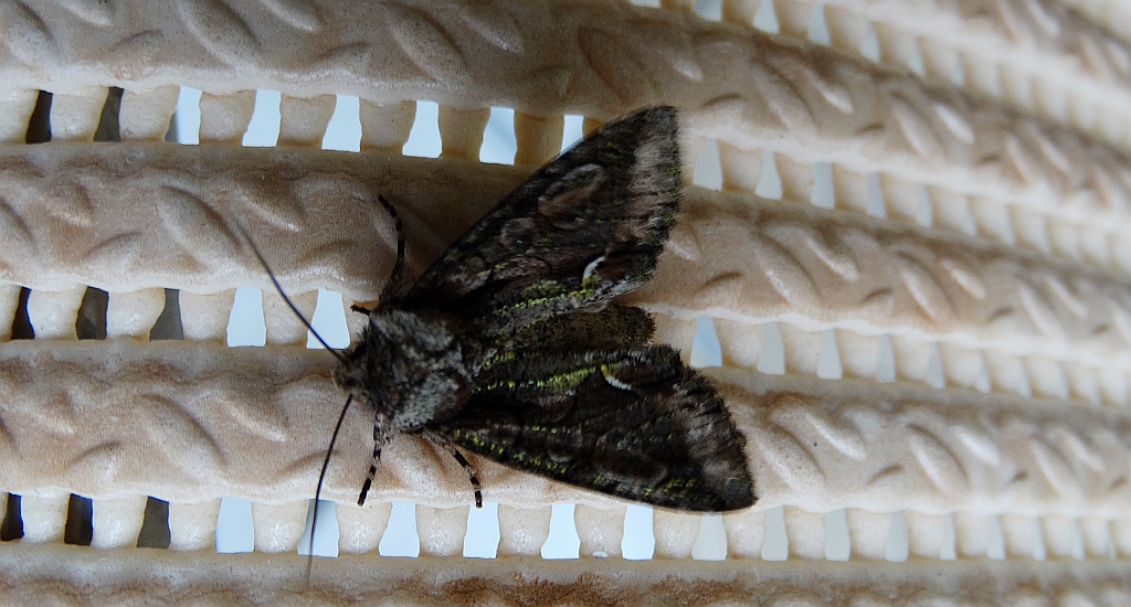 Allophyes oxyacanthae