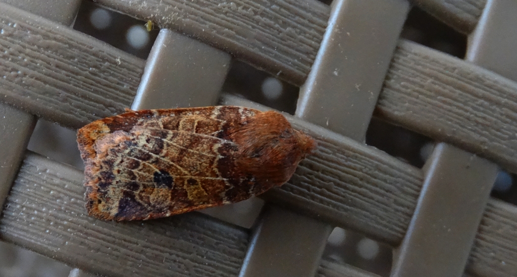 Porożnica jagodówka (Conistra vaccinii)