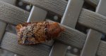Porożnica jagodówka (Conistra vaccinii)