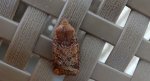 Porożnica jagodówka (Conistra vaccinii)