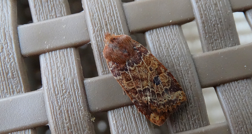 Porożnica jagodówka (Conistra vaccinii)