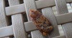 Porożnica jagodówka (Conistra vaccinii)