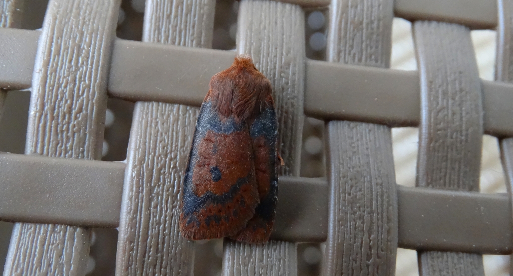 Porożnica jagodówka (Conistra vaccinii)