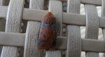 Porożnica jagodówka (Conistra vaccinii)