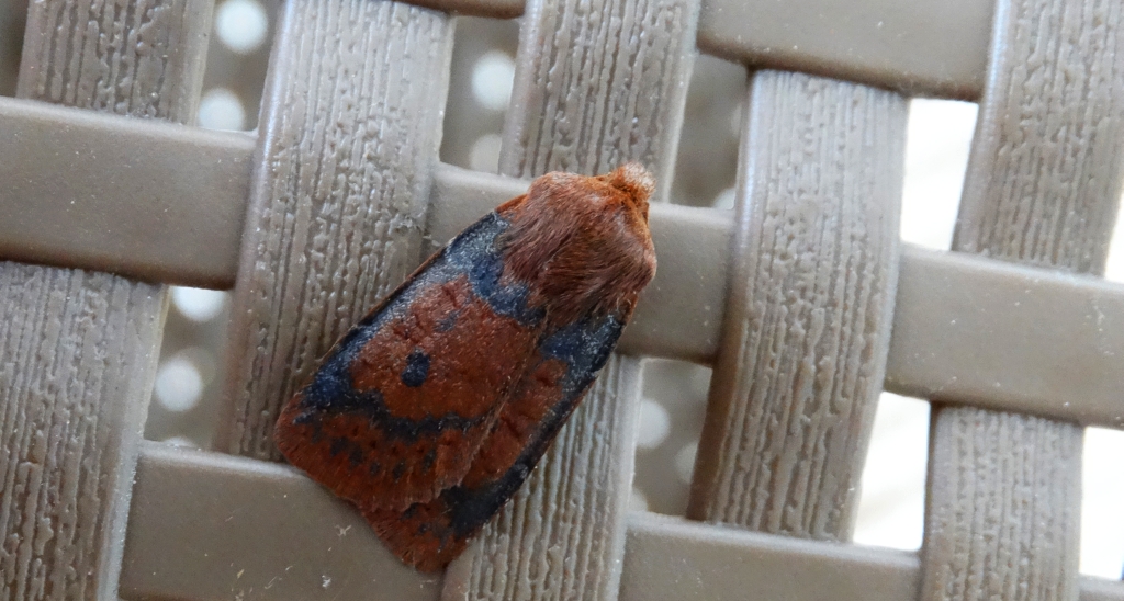 Porożnica jagodówka (Conistra vaccinii)