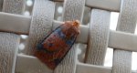 Porożnica jagodówka (Conistra vaccinii)