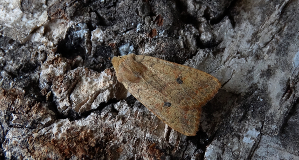 Źrenicówka rudawka (Agrochola circellaris)