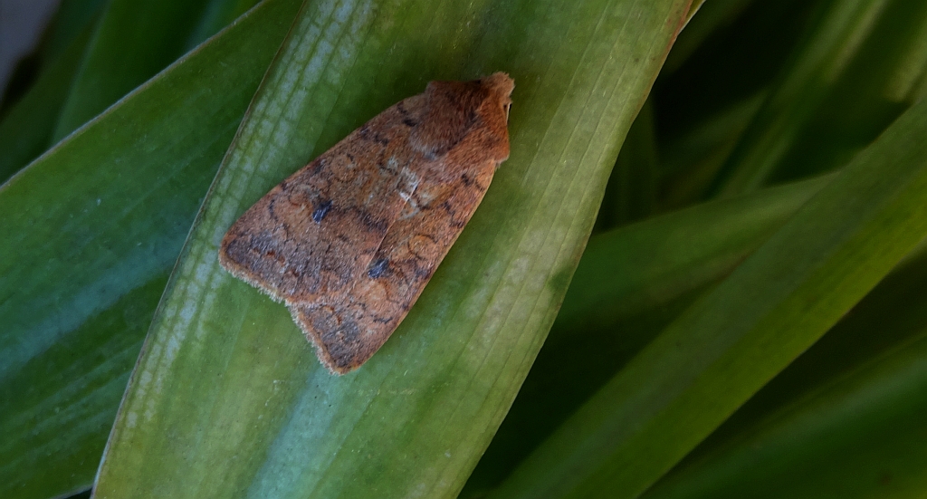 Źrenicówka rudawka (Agrochola circellaris)