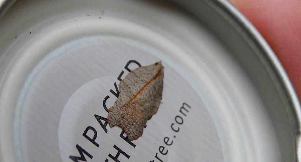 Acleris emargana