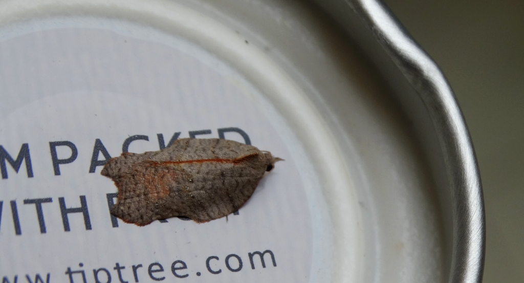 Acleris emargana