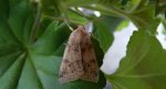 Xanthia gilvago