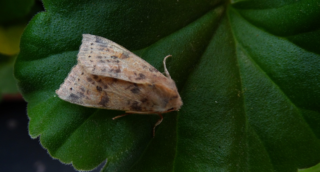 Xanthia gilvago