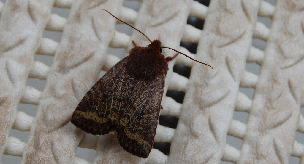 Conistra ligula