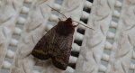 Conistra ligula