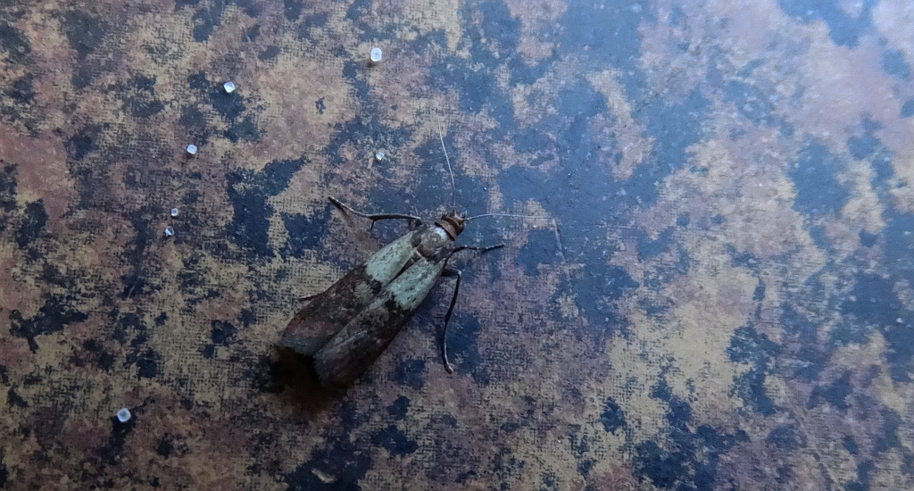 Omacnica spichrzanka (Plodia interpunctella)