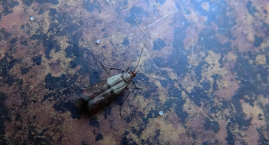 Omacnica spichrzanka (Plodia interpunctella)