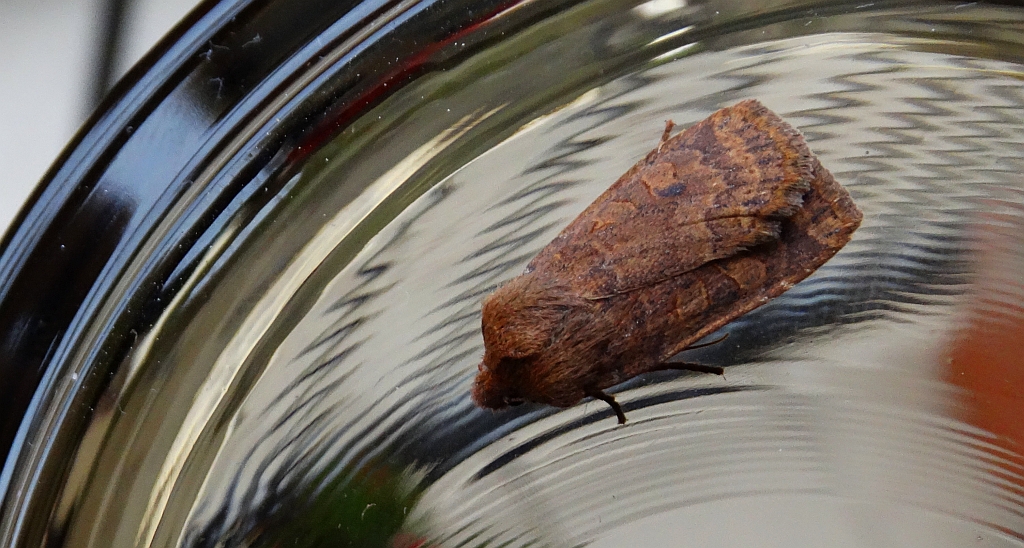 Porożnica jagodówka (Conistra vaccinii)