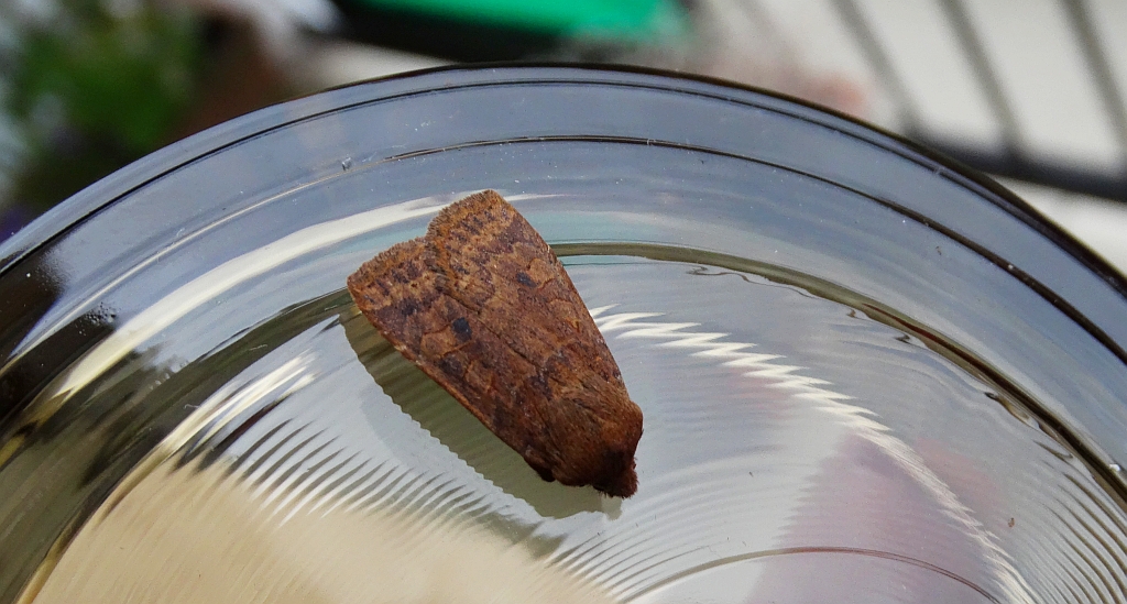 Porożnica jagodówka (Conistra vaccinii)