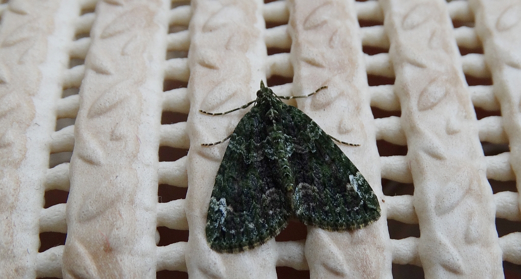 Paśnik zaroślak (Chloroclysta siterata)