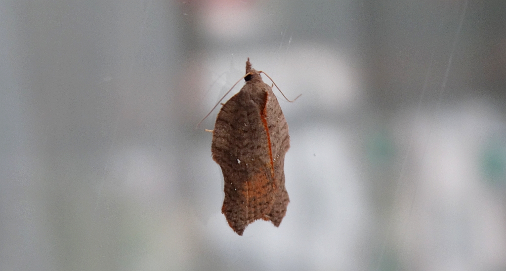 Acleris emargana