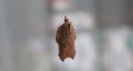 Acleris emargana