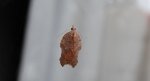 Acleris emargana