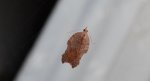 Acleris emargana