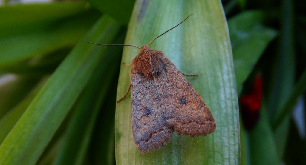 Źrenicówka rudawka (Agrochola circellaris)