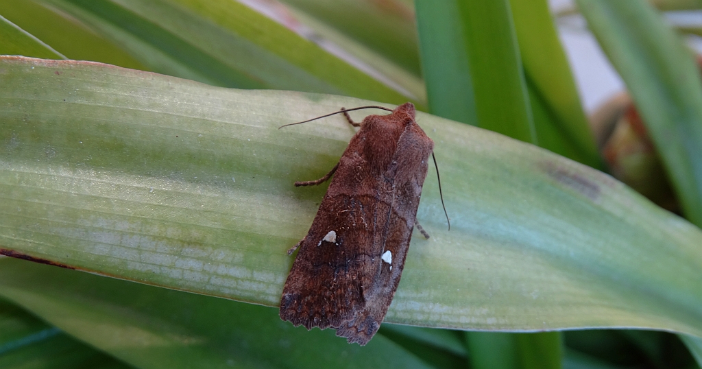 Zimiczka bukówka (Eupsilia transversa)
