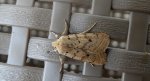 Agrochola macilenta