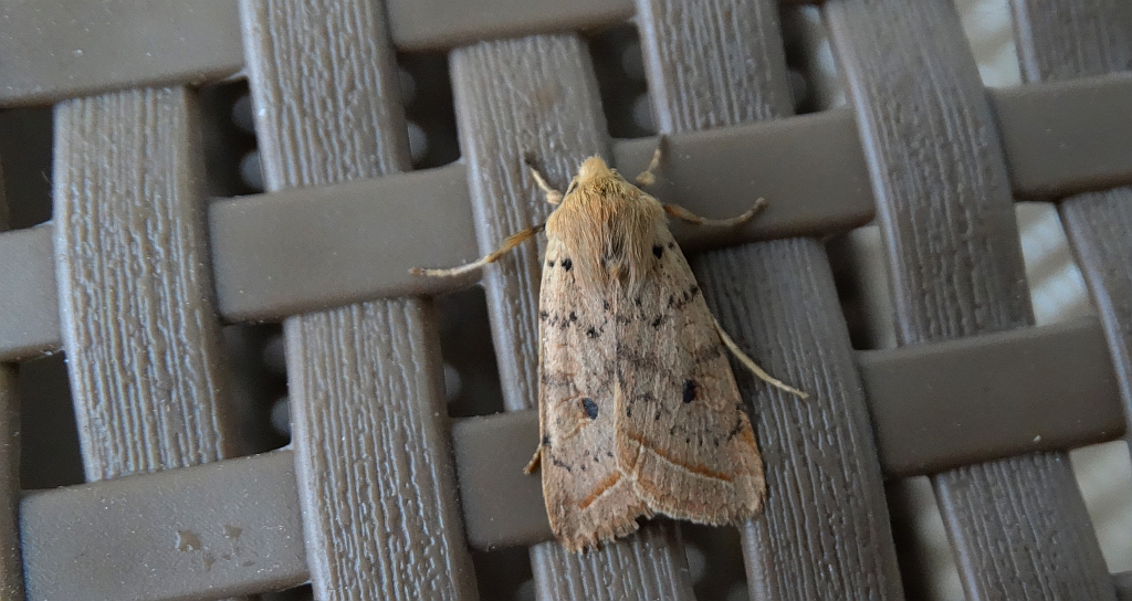 Agrochola macilenta