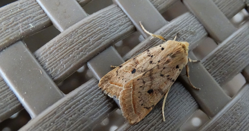 Agrochola macilenta