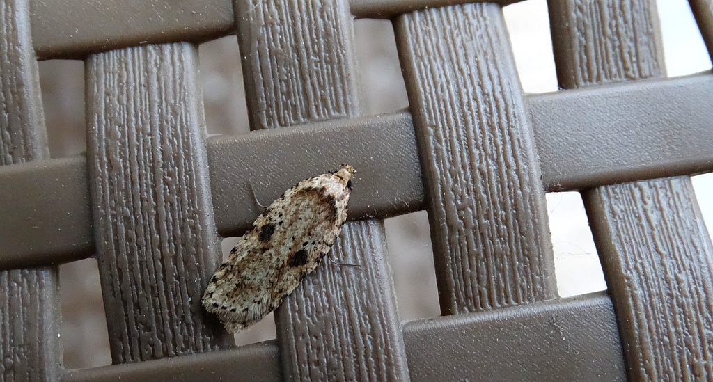 Agonopterix arenella