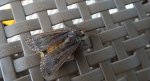 Rolnica tasiemka (Noctua pronuba)