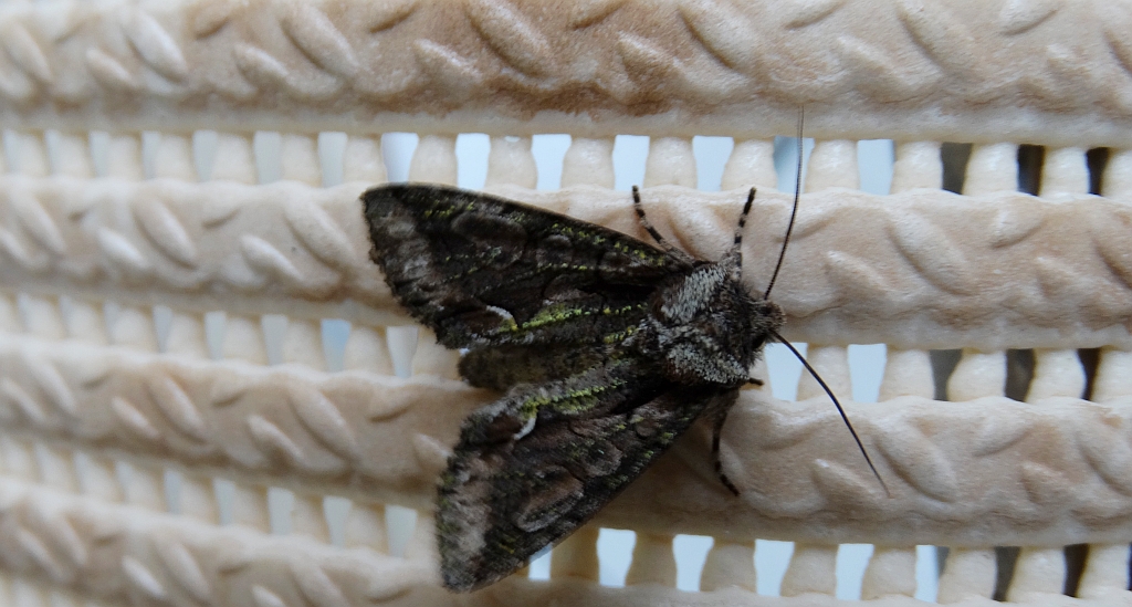 Allophyes oxyacanthae