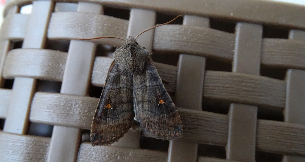 Zimiczka bukówka (Eupsilia transversa)