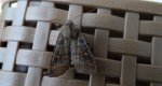Zimiczka bukówka (Eupsilia transversa)