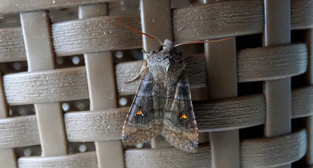 Zimiczka bukówka (Eupsilia transversa)
