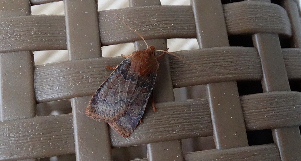 Porożnica jagodówka (Conistra vaccinii)