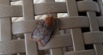 Porożnica jagodówka (Conistra vaccinii)